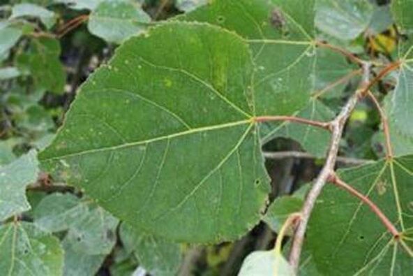 Aspen se va para la infusión de curación
